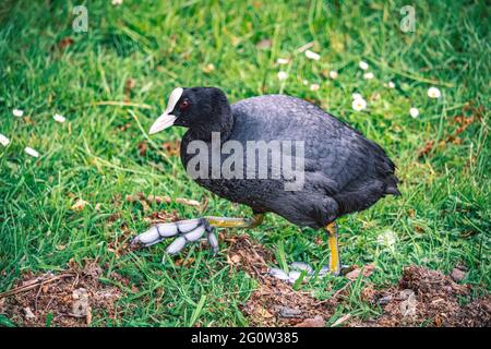 Close-up of a bog hen with big feet foraging near a pond in the park on a lush green meadow. geese, birds, duck. Stock Photo