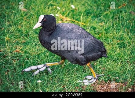 Close-up of a bog hen with big feet foraging near a pond in the park on a lush green meadow. geese, birds, duck. Stock Photo