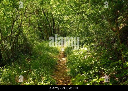A forest in early June on the hillside of Monte Purgessimo in Udine Province, Friuli-Venezia Giulia, north east Italy Stock Photo