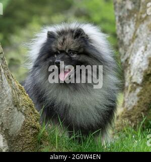 pedigree Stock Photo