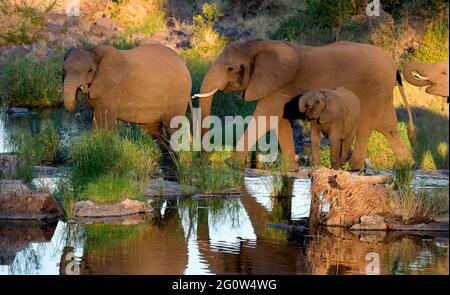 Kruger National Park, South Africa. Stock Photo