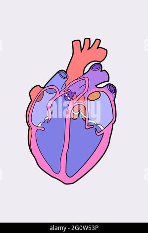 Human Heart vector diagram Biology Human Body Stock Vector