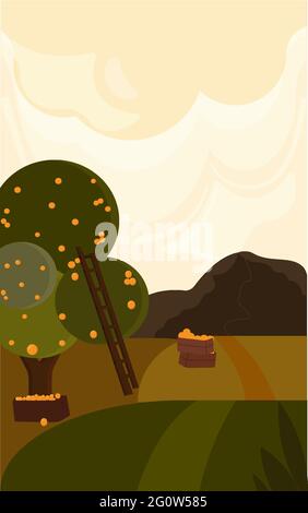 Autumn Landscape Orange Grove Harvesting  Stock Vector