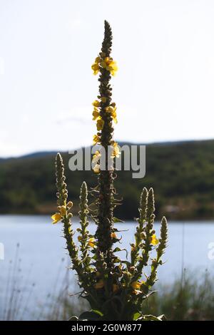 Yellow flowers of Verbascum densiflorum, the denseflower mullein or dense-flowered mullein, it is a plant species in the genus Verbascum Stock Photo
