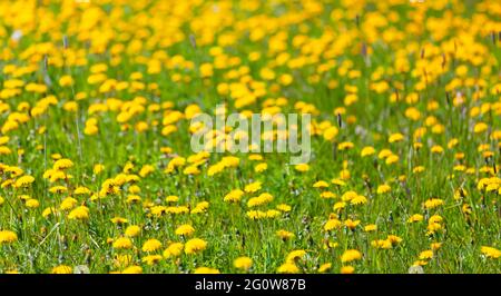 Yellow dandelions in bloom are on a green meadow on a sunny day.  Taraxacum officinale. Natural background photo Stock Photo