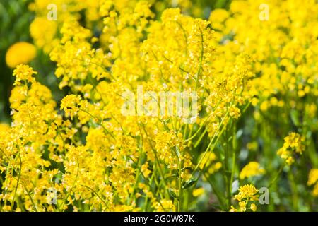 Barbarea vulgaris, bright yellow flowers on a sunny summer day, close-up photo with selective focus Stock Photo
