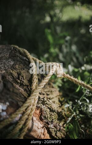Tree Eating Rope Rope Knot, Tree, Tree trunk, Rope tied to a Tree Trunk with a green ...