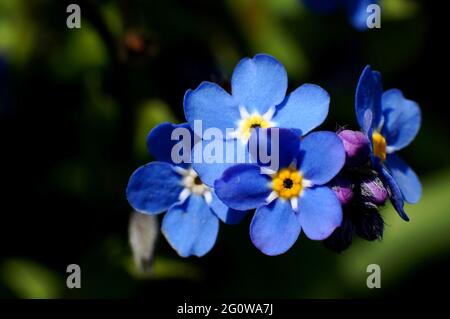 Extreme close-up of forget me not flowers (Myosotis) with soft focus dark background Stock Photo