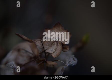 Hydrangea, fall, autumn, winter, moody, nature, macro, close-up, dry Stock Photo