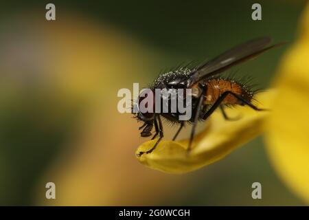 Close-up of a Fly on a Yellow Flower Petal with Pollen Stock Photo