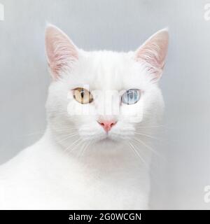 A cat with two eyes different colors. A distinctive landrace cat also ...