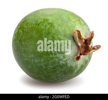 feijoa path isolated on white Stock Photo