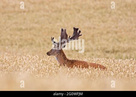 Fallow deer (Dama dama) buck with antlers covered in velvet foraging in wheat field / cornfield in summer Stock Photo