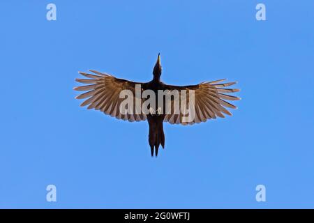 Black woodpecker (Dryocopus martius) in flight against blue sky Stock Photo