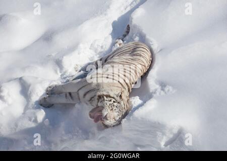 Wild white bengal tiger is lying and basking on a white snow. Panthera tigris tigris. Animals in wildlife. Stock Photo