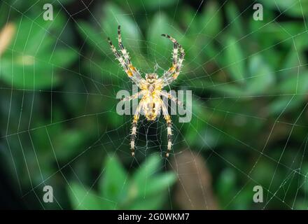 large orb weaver spider on its web in a garden, close up Stock Photo