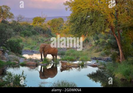 Kruger National Park, South Africa. Stock Photo
