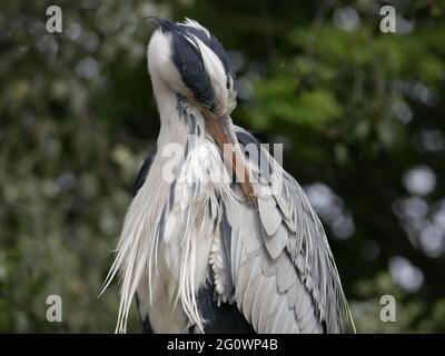 Grey Heron - Ardea cinerea preening wing feathers Stock Photo