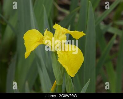 Yellow flag iris flower - Iris pseudacorus Stock Photo
