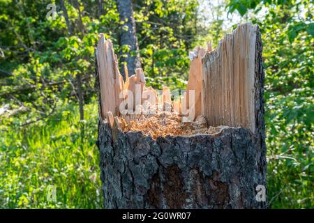 A fracture, close-up, on a young pine after a storm passed on the forest edge Stock Photo