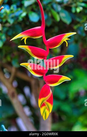 Lobster claw plany growing on Maui. Stock Photo