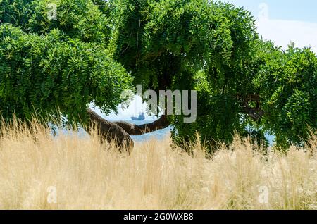 View of a distant cargo ship on the horizon between the branches of a green broad tree in Thessaloniki, Greece. Stock Photo