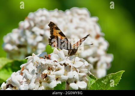 Small Tortoiseshell Butterfly Stock Photo