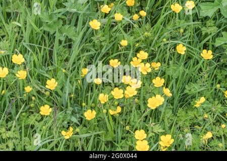 Patch of yellow flowered Creeping Buttercup / Ranunculus repens weeds among grass. Problem invasive agricultural weed. Once used as medicinal plant. Stock Photo