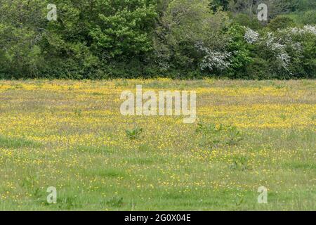 Mass of yellow flowered Creeping Buttercup / Ranunculus repens in meadow pasture. Problem invasive agricultural weed. Once used as medicinal plant. Stock Photo