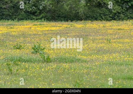 Mass of yellow flowered Creeping Buttercup / Ranunculus repens in meadow pasture. Problem invasive agricultural weed. Once used as medicinal plant. Stock Photo