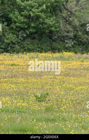 Mass of yellow flowered Creeping Buttercup / Ranunculus repens in meadow pasture. Problem invasive agricultural weed. Once used as medicinal plant. Stock Photo