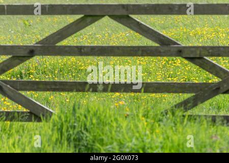 Mass of yellow flowered Creeping Buttercup / Ranunculus repens in field seen through wood farm gate. Problem agricultural weed. Once used for medicine Stock Photo