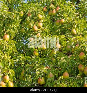 Ripe pears, Pyrus domestica, on the tree Stock Photo