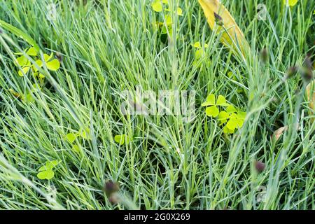 Fresh green grass in the morning after the rain. Selective focus. Grass background. Copy space background. Stock Photo