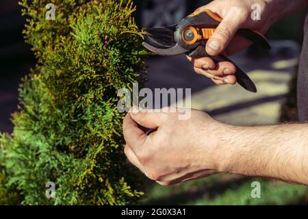 Hands of man who cuts thuja branches with a pruner in garden in sunlight Stock Photo