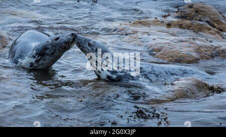 Grey seal on the rocks of St Marys Island, Whitley Bay, on the north east coast of England, UK. Stock Photo