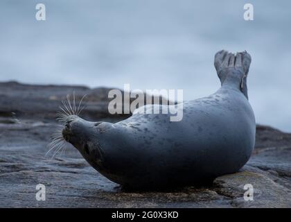 Grey seal on the rocks of St Marys Island, Whitley Bay, on the north east coast of England, UK. Stock Photo