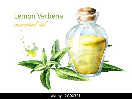 Lemon Verbena Essential Oil Drop Watercolor Hand Drawn