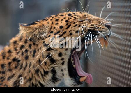 Liberec, Czech Republic. 3rd June, 2021. The North Chinese leopard male called Jong in the outdoor enclosure at Liberec Zoo in the Czech Republic.These leopards live in northern China. As of today, only small and isolated populations remain. Only about 100 exist in captivity. Credit: Slavek Ruta/ZUMA Wire/Alamy Live News Stock Photo