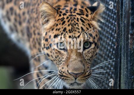 Liberec, Czech Republic. 3rd June, 2021. The North Chinese leopard male called Jong in the outdoor enclosure at Liberec Zoo in the Czech Republic.These leopards live in northern China. As of today, only small and isolated populations remain. Only about 100 exist in captivity. Credit: Slavek Ruta/ZUMA Wire/Alamy Live News Stock Photo