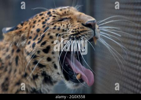 Liberec, Czech Republic. 3rd June, 2021. The North Chinese leopard male called Jong in the outdoor enclosure at Liberec Zoo in the Czech Republic.These leopards live in northern China. As of today, only small and isolated populations remain. Only about 100 exist in captivity. Credit: Slavek Ruta/ZUMA Wire/Alamy Live News Stock Photo