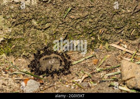 Odorous House Ants feeding on ant gel bait Stock Photo