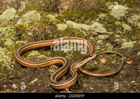 An Eastern Ribbon Snake (Thamnophis Saurita) Also Known As A Common ...