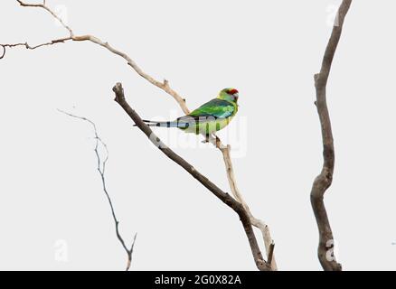 Australian Ringneck (Barnardius zonarius barnardi) perched in dead tree south Queensland, Australia        January Stock Photo