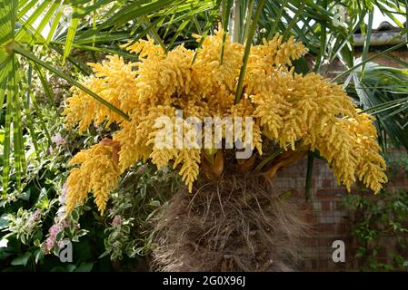 hardy fan palm : Trachycarpus Fortunei - Chusan Palm Stock Photo