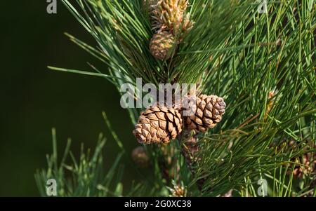 Blooming pine cones on branches isolated on a smooth green bokeh background. Stock Photo