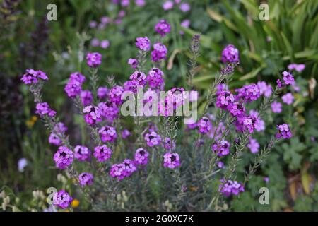 Flowers of Erysimum Bowles mauve. Stock Photo