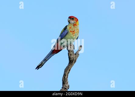 Pale-headed Rosella (Platycercus adscitus) x Eastern Rosella (Platycercus eximius) intergrade bird from hybrid overlap zone perched on dead tree south Stock Photo