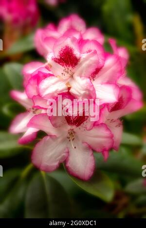 Rhododendron Hachmann's Charmant flowers and foliage, natural flower portrait Stock Photo