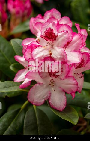 Rhododendron Hachmann's Charmant flowers and foliage, natural flower portrait Stock Photo